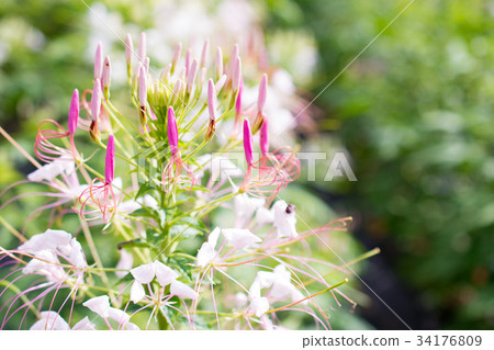 西風沃爾特草 34176809