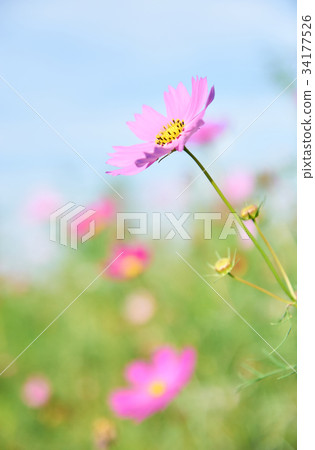 新鮮的宇宙 34177526