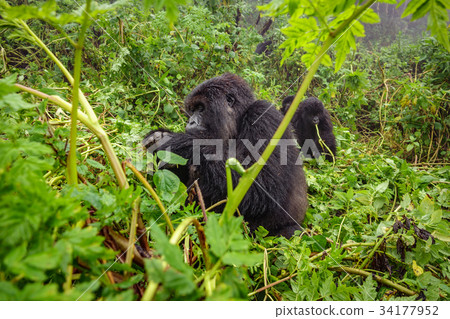 Mountain gorilla feeding in the forest Mountain gorilla feeding in the forest 34177952