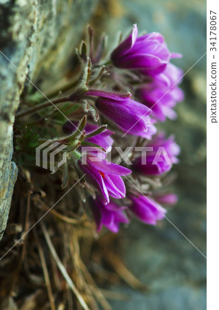 Hongsung flower,Jeongseon-gun,江原道 Hongsung flower,Jeongseon-gun,江原道 34178067