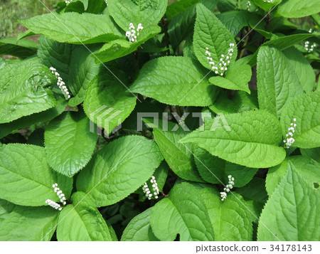 Flower shisha flower 34178143