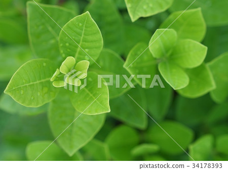 Fresh green leaf with water drops for background 34178393