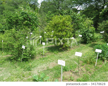 Plant classification specimen garden of Koishikawa botanical garden Plant classification specimen garden of Koishikawa botanical garden 34178628