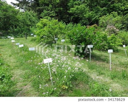 Plant classification specimen garden of Koishikawa botanical garden Plant classification specimen garden of Koishikawa botanical garden 34178629