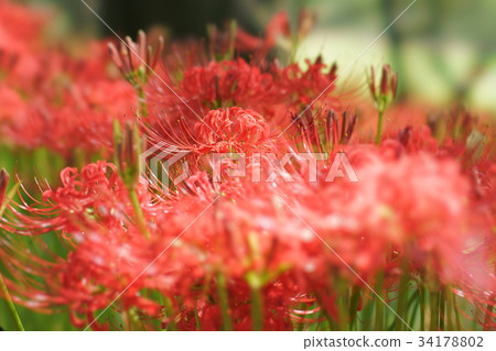 群集孤挺花 34178802