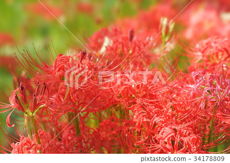 群集孤挺花 34178809