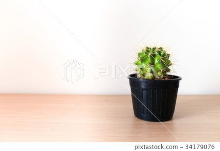 cactus on white Minimal creative stillife 34179076