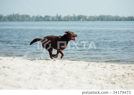 cheerful brown labrador runs through the sand 34179473