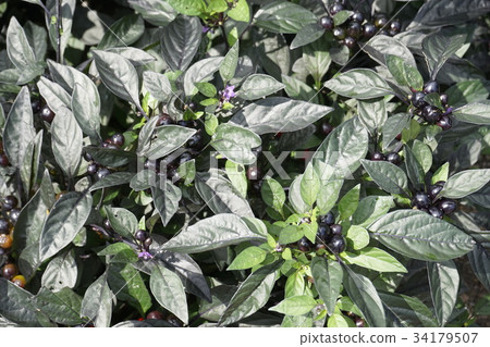 Tongarishi Real 34179507