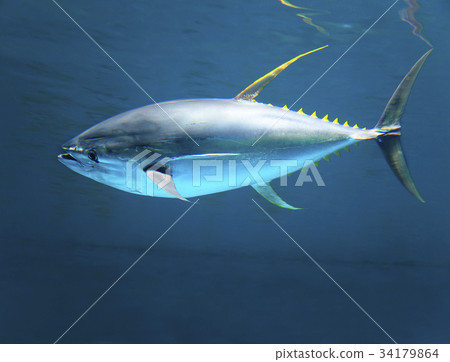 yellow gin tuna fast moving in the ocean 34179864
