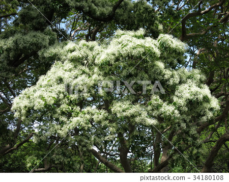 Hitotsubatago in the Koishikawa Botanical Garden where white flowers like snow are beautiful Hitotsubatago in the Koishikawa Botanical Garden where white flowers like snow are beautiful 34180108