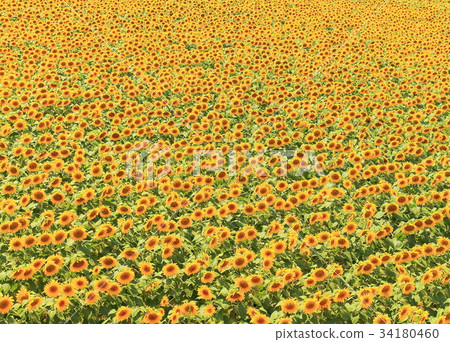 向日葵 34180460