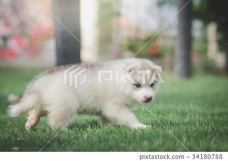 siberian husky puppy on green grass 34180788
