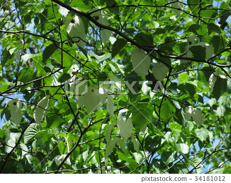 A handkerchief from the Koishikawa Botanical Garden, characterized by a white handkerchief-like persimmon leaf A handkerchief from the Koishikawa Botanical Garden, characterized by a white handkerchief-like persimmon leaf 34181012
