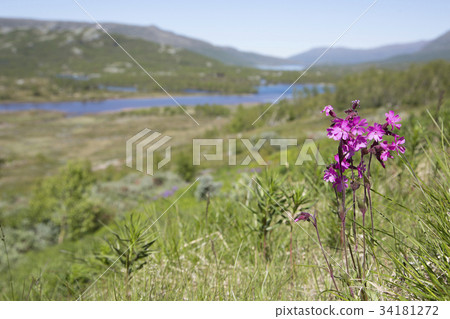 Wild flowers in Norway Wild flowers in Norway 34181272