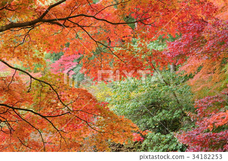 琥珀(Joruriji) 琥珀(Joruriji) 34182253
