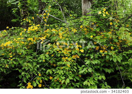 田島高原植物園的Yamabuki 34182403