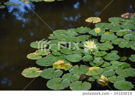 大理城堡 34183019