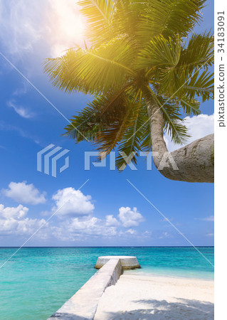 Tropical pristine beach with coconut palms Tropical pristine beach with coconut palms 34183091