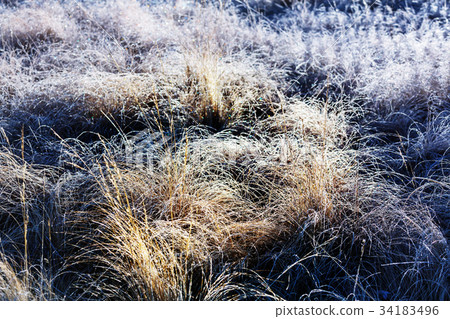 Frozen grass 34183496