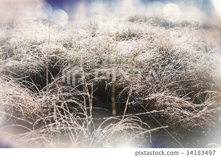 Frozen grass 34183497