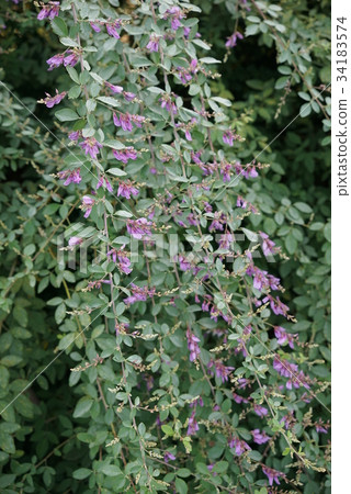 Hagi flower 34183574