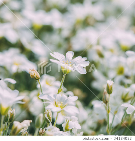 white spring flowers white spring flowers 34184052