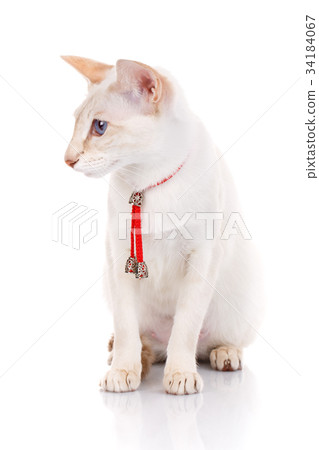 Siamese Balinese cat sits on a white background 34184067
