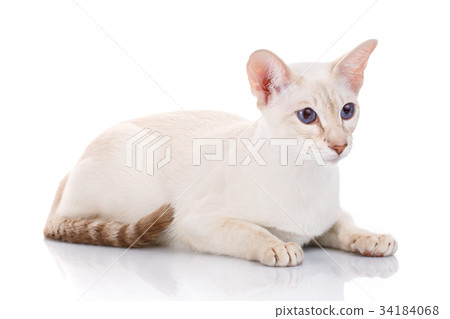 Siamese Cat on a white background 34184068