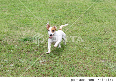 Jack Russell Terrier 34184135