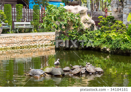 Big turtle in tropical pond water Big turtle in tropical pond water 34184181