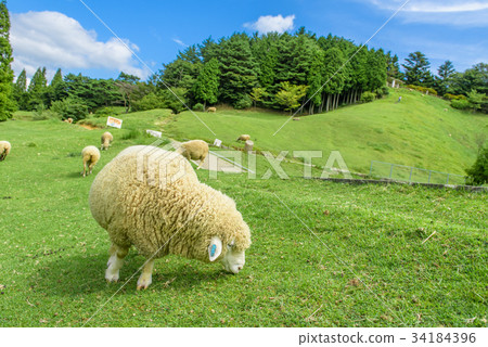 六甲山大農場綿羊藍天 34184396