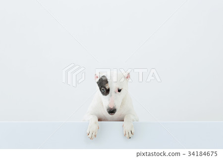 鬥牛犬我打孔 34184675