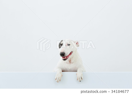 鬥牛犬我打孔 34184677