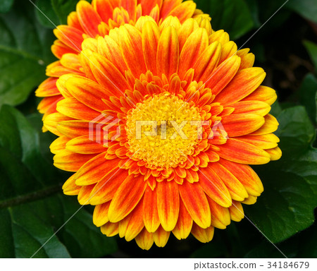 gerbera flower head close up 34184679