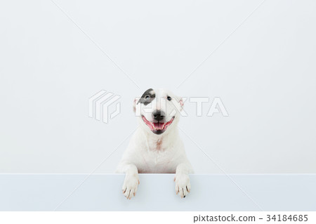 鬥牛犬我打孔 34184685