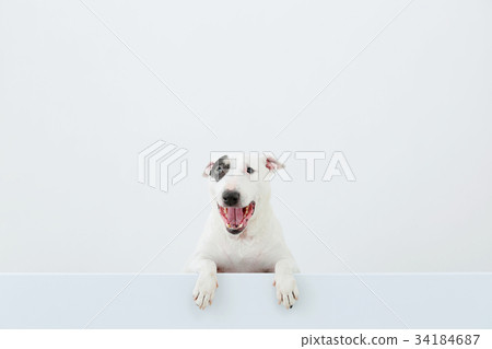 鬥牛犬我打孔 鬥牛犬我打孔 34184687