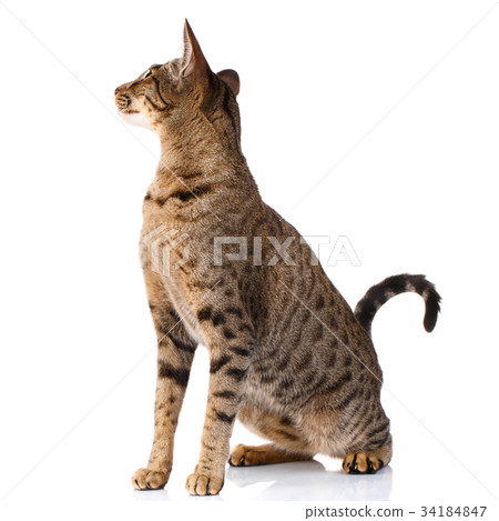 brown bicolor cat on a white background. sitting brown bicolor cat on a white background. sitting 34184847