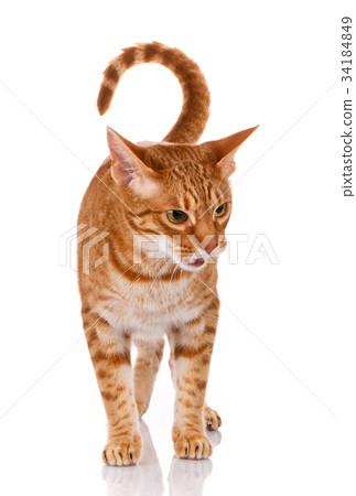 portrait of a ocicat cat on a white background portrait of a ocicat cat on a white background 34184849