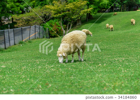 六甲山牧場羊 34184860