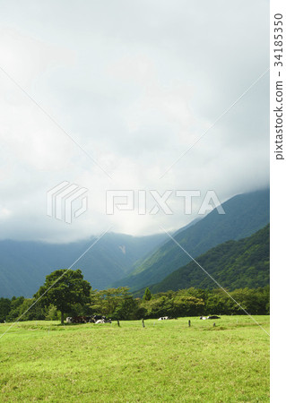 Mountain pastureland, meadows, cows that are Holstein Mountain pastureland, meadows, cows that are Holstein 34185350