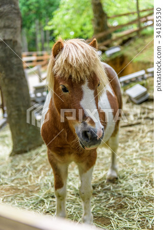 微型馬六甲山牧場 微型馬六甲山牧場 34185530
