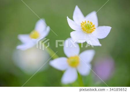 Hakusan Ichige (Hakusan Ichihana) 34185652