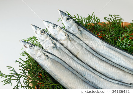 秋刀魚 34186421
