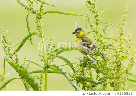 Male Eurasian siskin (Spinus spinus) in Norway 34186838