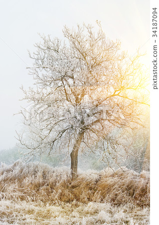 Frozen tree branches Frozen tree branches 34187094