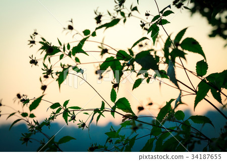 Green bush with leaves and flower. 34187655