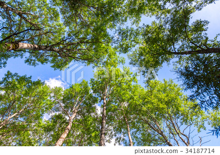 Crowns of tall birch trees above his head Crowns of tall birch trees above his head 34187714