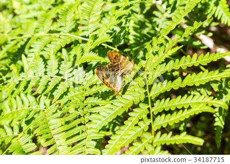Two butterfly mating on green leaf of fern 34187715