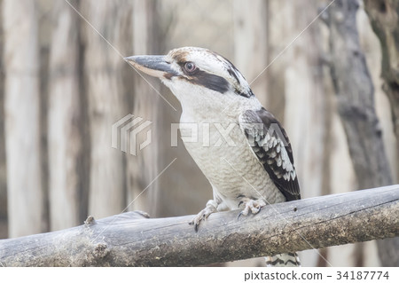 Dacelo novaeguineae, Laughing kookaburra Dacelo novaeguineae, Laughing kookaburra 34187774